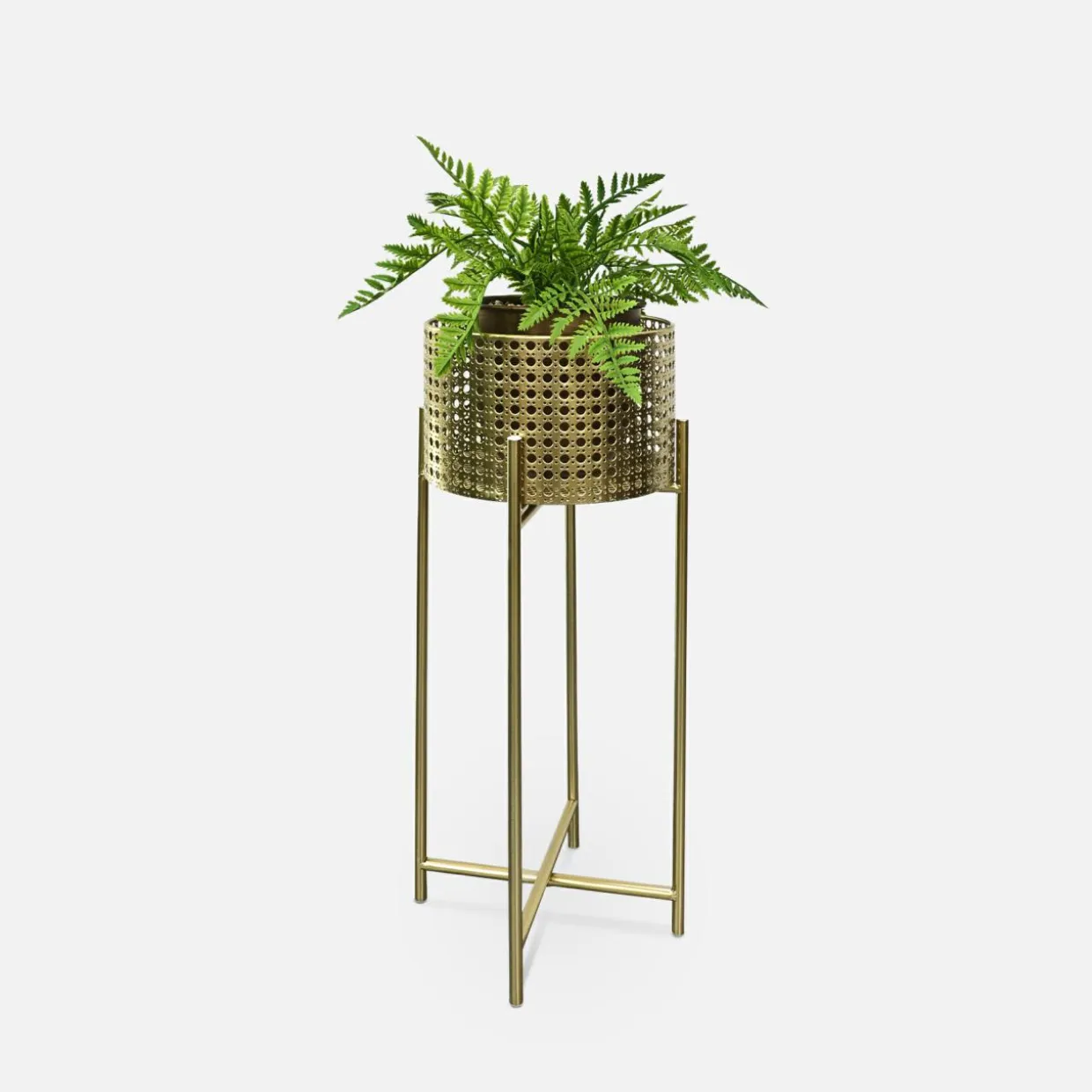 Kwietnik złoty 50 cm