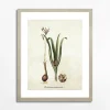 Obraz BOTANICAL PLANT I 21x30 cm