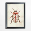 Obraz czerwony owad BEETLE 21x30 cm