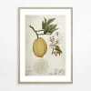 Obraz LEMON LIFE CYCLE 21x30 cm