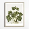 Obraz MONSTERA EGZOTIC PLANT 40x50 cm