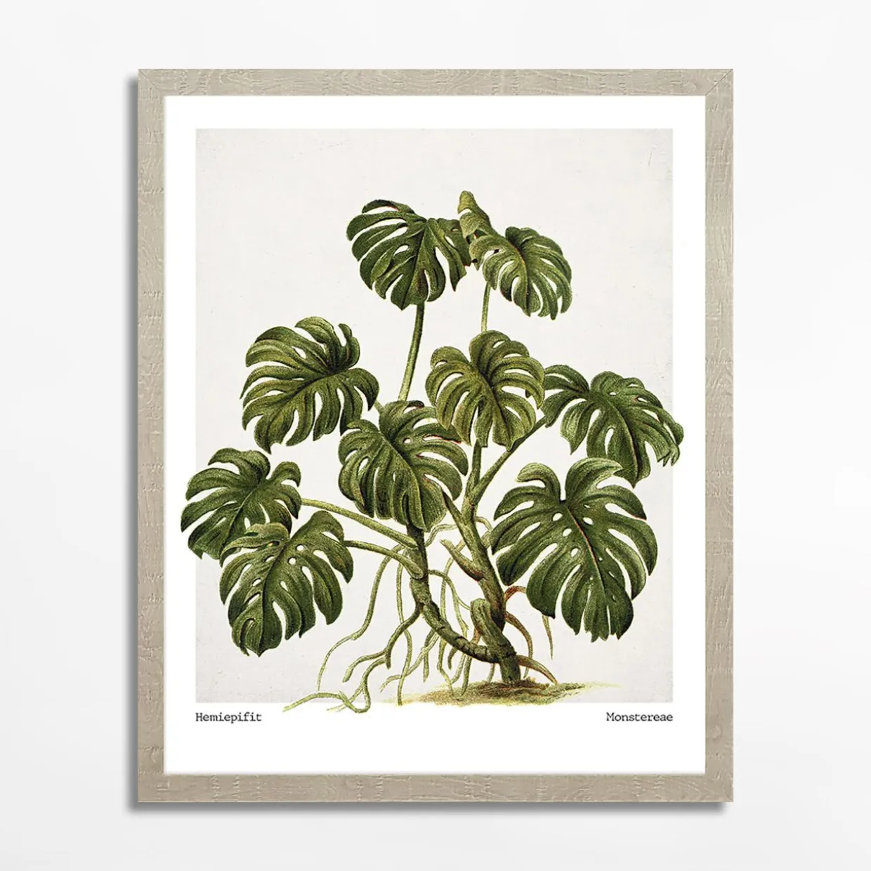 Obraz MONSTERA EGZOTIC PLANT 40x50 cm