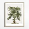 Obraz PALM EGZOTIC PLANT 40x50 cm