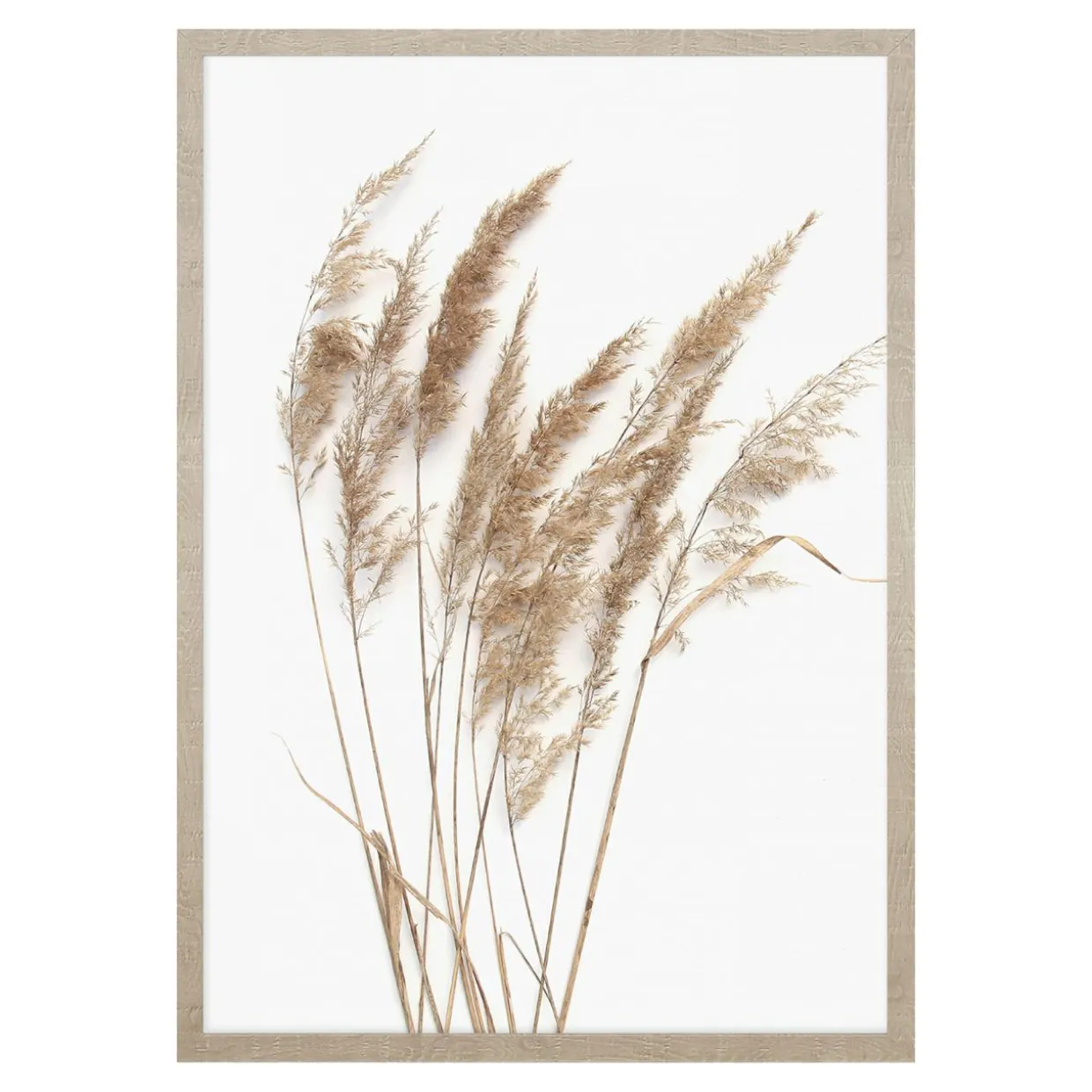 Obraz PAMPAS GRASS I 53x73 cm