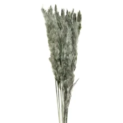 Suszona TRAWA PAMPASOWA 75 cm, 10 szt