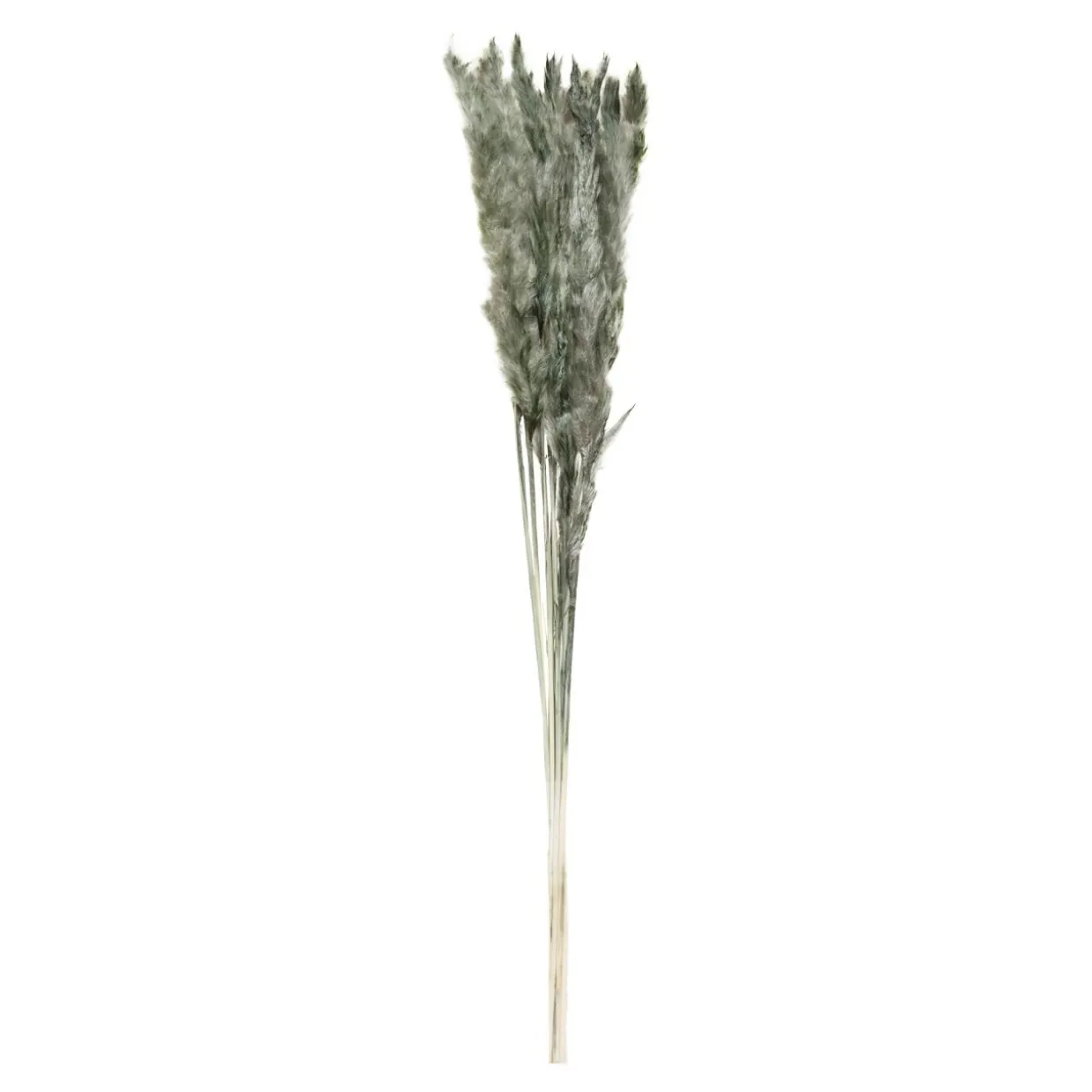 Suszona TRAWA PAMPASOWA 75 cm, 10 szt