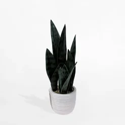 Sztuczna roślina w doniczce SANSEWIERIA 36 cm